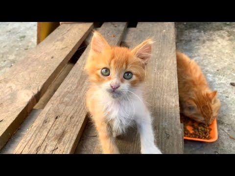 Little Cats Await Help – They Seek Hope on the Street - YouTube