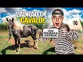 ROUBEI um CAVALO