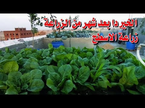 هعلمك تزرع وتاكل من سطحك اقل من شهر ووفر فلوسك وكل من زرع ايدك اكل نظيف ...