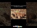 オグロプレーリードッグの赤ちゃんが誕生！