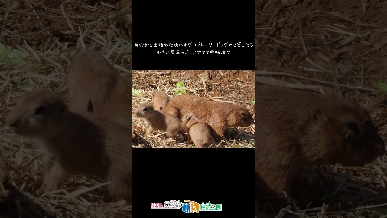 オグロプレーリードッグの赤ちゃんが誕生！