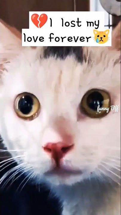 💔😿Remember to close the windows and doors to keep your pets safe😿#sad #animals #love #pets #shorts