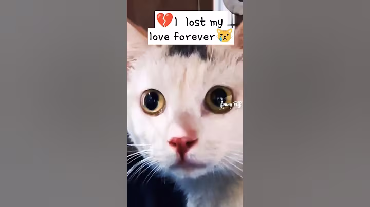 💔😿Remember to close the windows and doors to keep your pets safe😿#sad #animals #love #pets #shorts