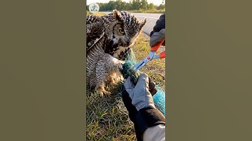 Rescuing an Owl Trapped in Fishing Nets
