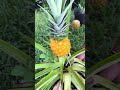 🍍question…#food#foryoupage #regenerativefarming#farming #tumeric #farming #growyourownfood#gardening