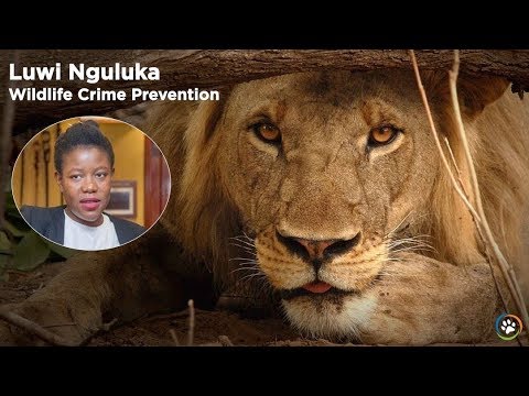 wildlife conservation society wcs Spring Expo 2018 - Luwi Nguluka: Wildlife Crime Prevention
