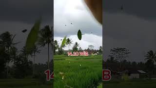 ANGIN PUTING BELIUNG  #anginputingbeliung  #bencanaalam  #putingbeliunghariini #anginkencang
