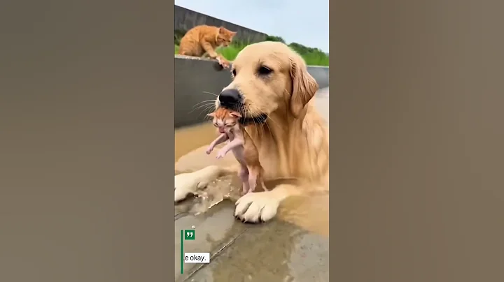 THE TRUE BEST FRIEND MOTIVATION #shorts #funny #viral #fyp #cat