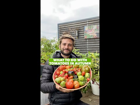 Video: Čo sú zelené paradajky: Ako pestovať zelené paradajky