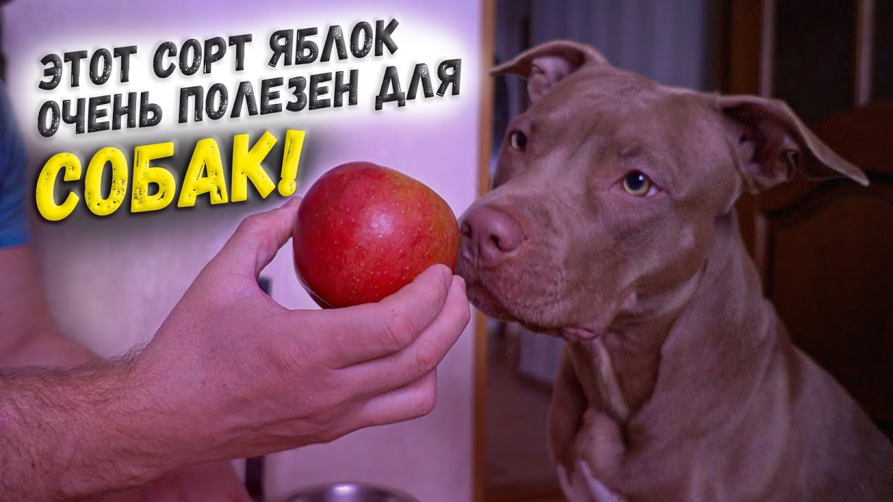 Можно собакам яблоки свежие