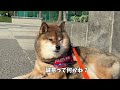 柴犬が飼い主との交渉の末に得たもの
