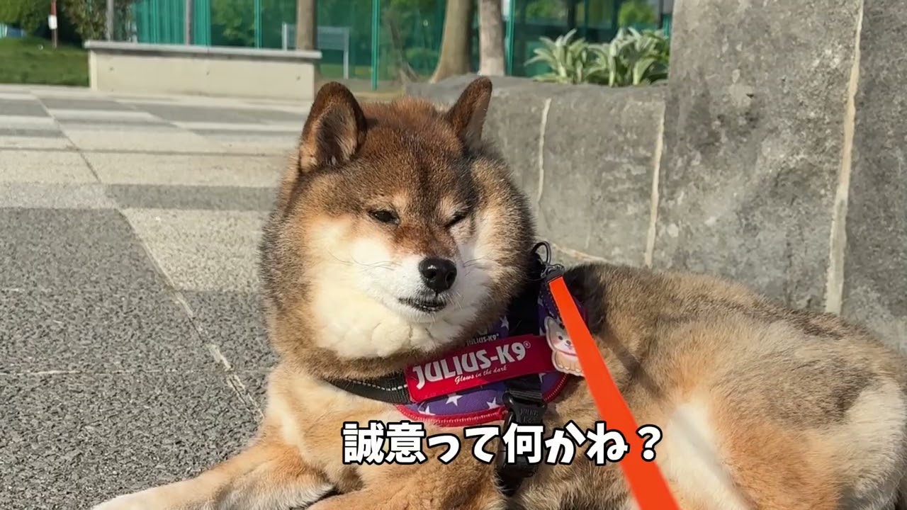 柴犬が飼い主との交渉の末に得たもの
