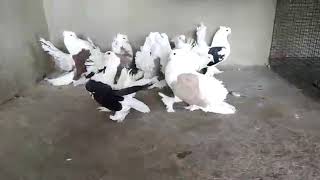 Pigeons of Gujarat Not For Sale Fancy American Sandal Fantail Pigeon Gujarat ke Kabuta