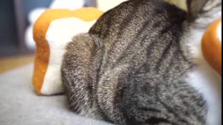 Allantran0, Cat Ohashi And Sandwich