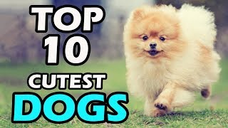 TOP 10 CUTEST DOG BREEDS IN THE WORLD - YouTube