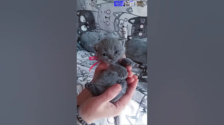 Video 10972321: british shorthair cattery, snow british shorthair, british shorthair blue, little british, best british, little cat