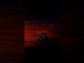 Dandelions Slowed Reverb Lofi Music Lyrical Edit Shorts Dandelions Dandelions Slowed Reverb Lofi Music Lyrical Edit Shorts Dandelions