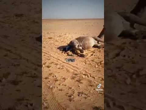 عزا الله انه يجبر القلب كفو يهل البل