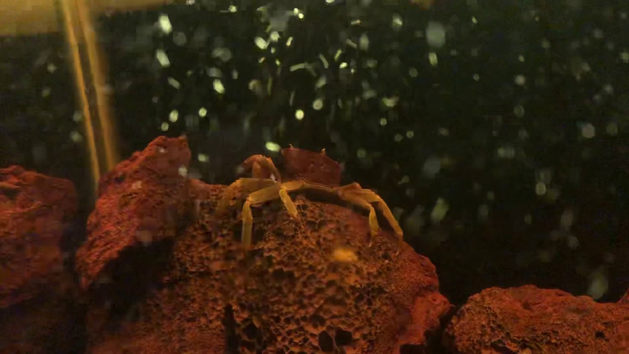 Crabe towuti - Crabe brun rouillé du Sulawesi - Parathelphusa ferruginea