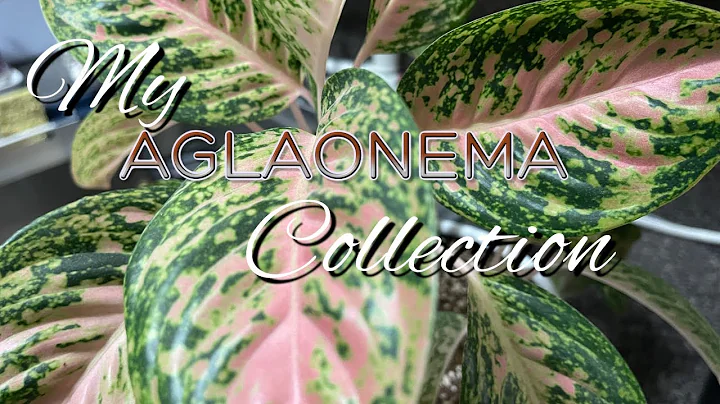 My Chinese Evergreen Collection aka Aglaonema Houseplants | Another favorite genus of Plant Haul