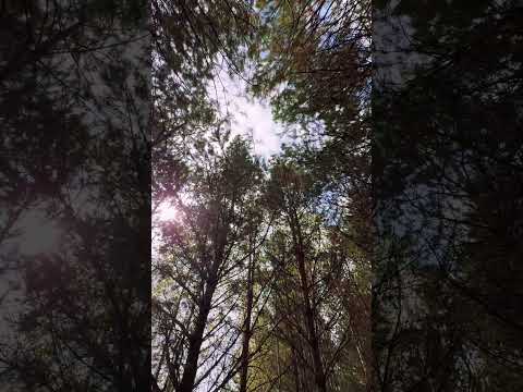 #лес #рекомендации #nature #врек #прогулка #природныепейзажи #подпишись