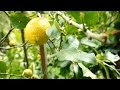 Limones en el árbol - Paseo por los limoneros - Arboles frutales
