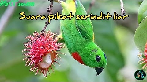 Suara serindit untuk pemikat serindit liar, PALING AMPUH!!! , [TANPA IKLAN]
