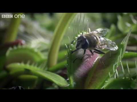 ვენერას ბუზიჭერია - Venus Flytraps