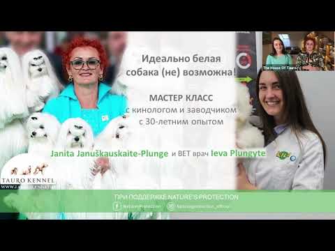 Видео: 8 больших пород собак, которые на самом деле ваши большие собачки