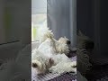Dancing in a Dream #puppy #pets #cute