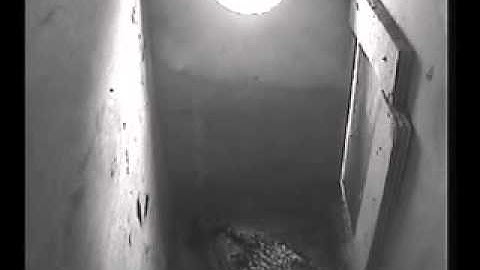 Spreeuw(K1) krijgt bezoek van kauw  14 40 uur pm 10 febr