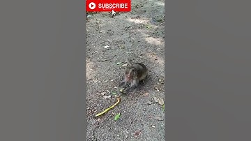 Fake snake prank monkey funny #shorts