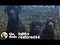 3 Huge Dogs Left On Mountain Kept Refusing To Be Rescued | The Dodo Faith = Restored
