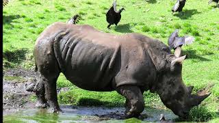 all gods creatures 1