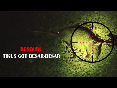 Berburu TIKUS GOT super besar | ternyata ukuran 🐀 hampir Segede kucing Berburu TIKUS GOT super besar | ternyata ukuran 🐀 hampir Segede kucing