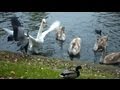 🦢 Swan vs Gray Heron (Part I) ❤️ mum is the best ❣️ by ani male