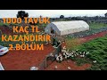 1000 TAVUK KAÇ TL KAZANDIRIR 2.BÖLÜM