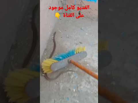 ثعبان عند الحمام