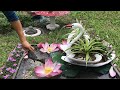 Wow ... Very beautiful - Small world for your garden. swan among small fish - cement craft ideas