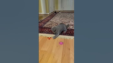 A cat playing with fidget spinners, that’s really just it