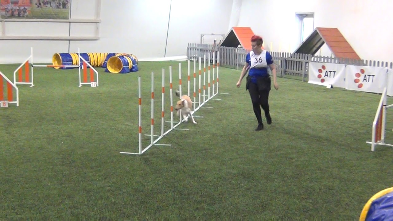 Vekara Agility , lyh.Collie , Zorya