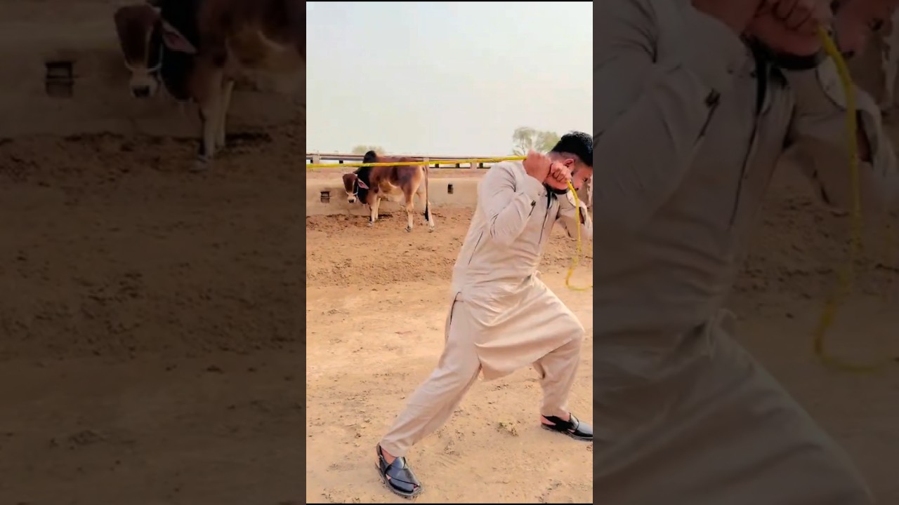 Wait For End 🐂🐪 Masha Allah ❤ #cow #ytshorts #qurbani #bakraeidspecial #animals #mandi #2025