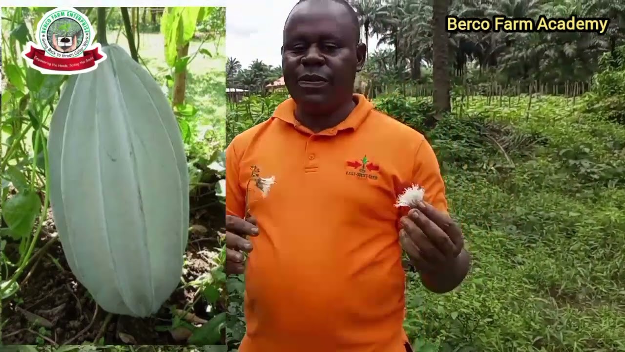 Секрет получения большого количества стручков/плодов Угу с помощью опыления.