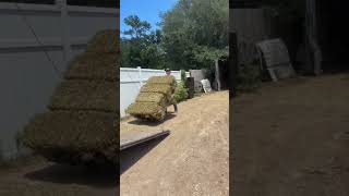 We’re loading up on grass hay bales and peanut hay bales. Since there’s no hay rounds due to no rain