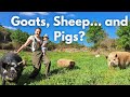Why we added farm animals to our Homestead? Meet the menagerie!