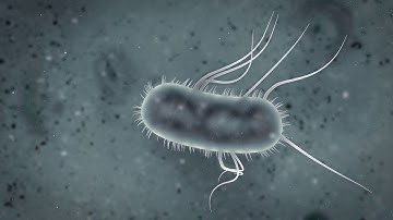 escherichia coli bacteria animation