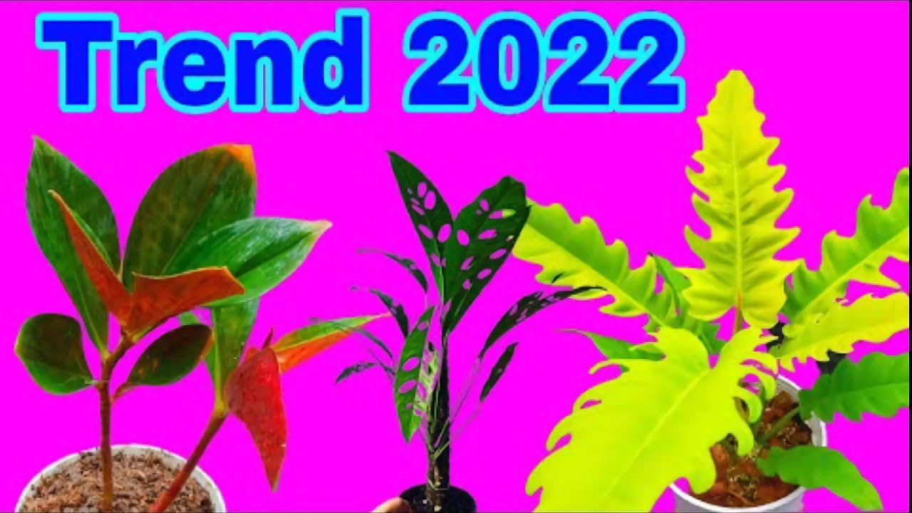 tanaman tren 2022 | tren tanaman hias 2022 | tanaman hias trend 2022