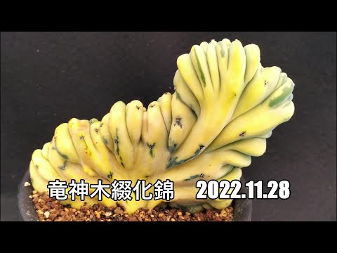 観葉植物 竜神木 錦 モンスト 綴化