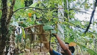 Pikat burung sirtu/cipoh rame banget suaranya