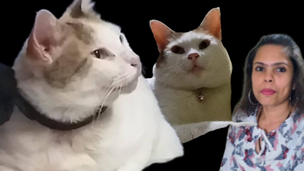 Paru and Me 🐈🤗 My Cat talks to me cats paru talkingcat YouTube